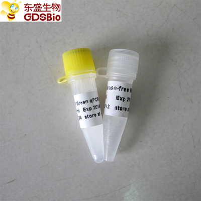 Real Time SYBR Green QPCR Mix P2091 P2092 Colourless Appearance